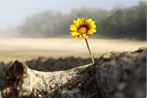 30 Versículos sobre Esperança em Tempos Difíceis